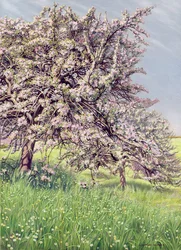 Blühende Apfelbäume, 1912